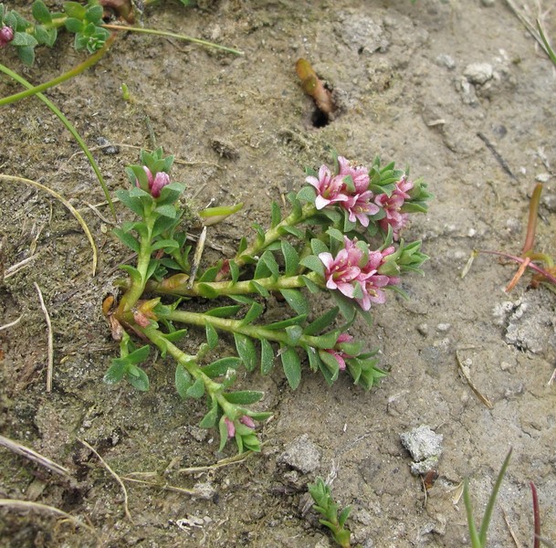 Glaux maritima